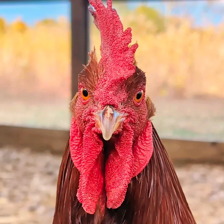 thechickiechateau