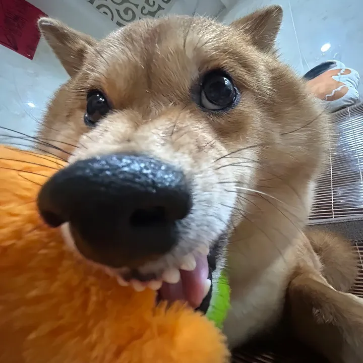 @dog_funnyvideos_