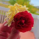 @tahanikhafas