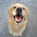 @doggrooming1016