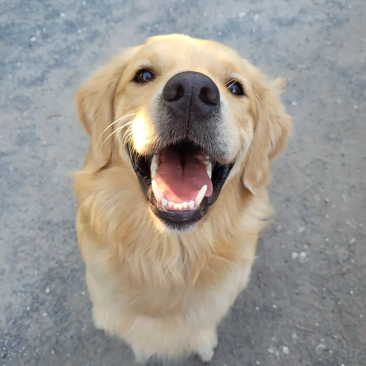 doggrooming1016