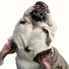 ehyoitsfrankiedabulldog
