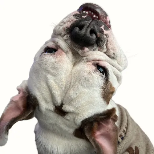 ehyoitsfrankiedabulldog