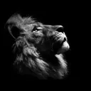 @lionking__manager