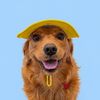 joeythegoldencavalier