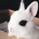 @bunnyfetus