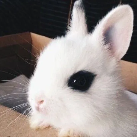 @bunnyfetus