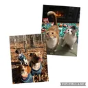 @pawzgonewild