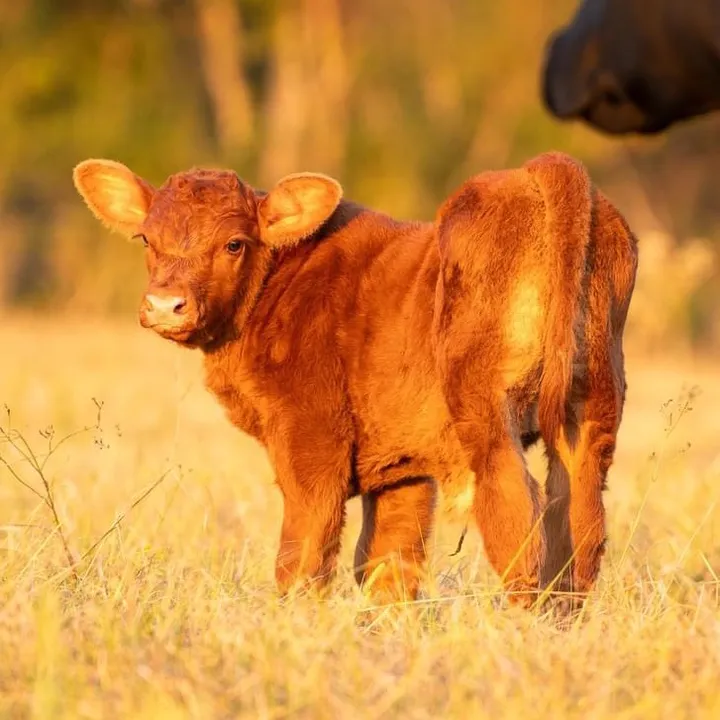 greenwood_cattle_qhs