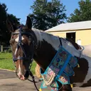 @ponybooks
