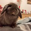 netherlanddwarfandloppy