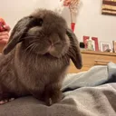 @netherlanddwarfandloppy
