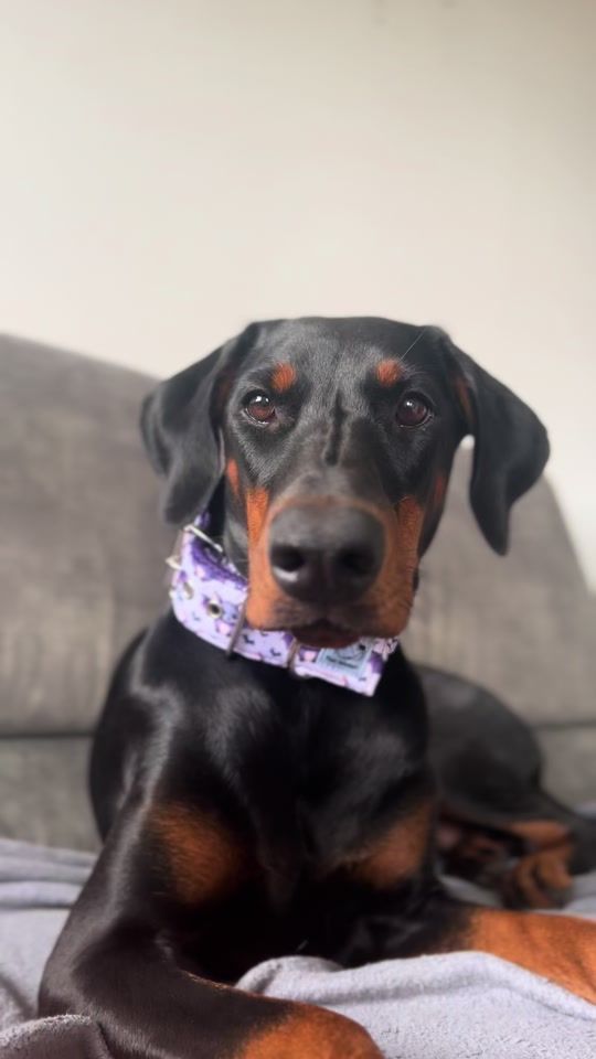 TikTok video thumbnail by dobermanharda