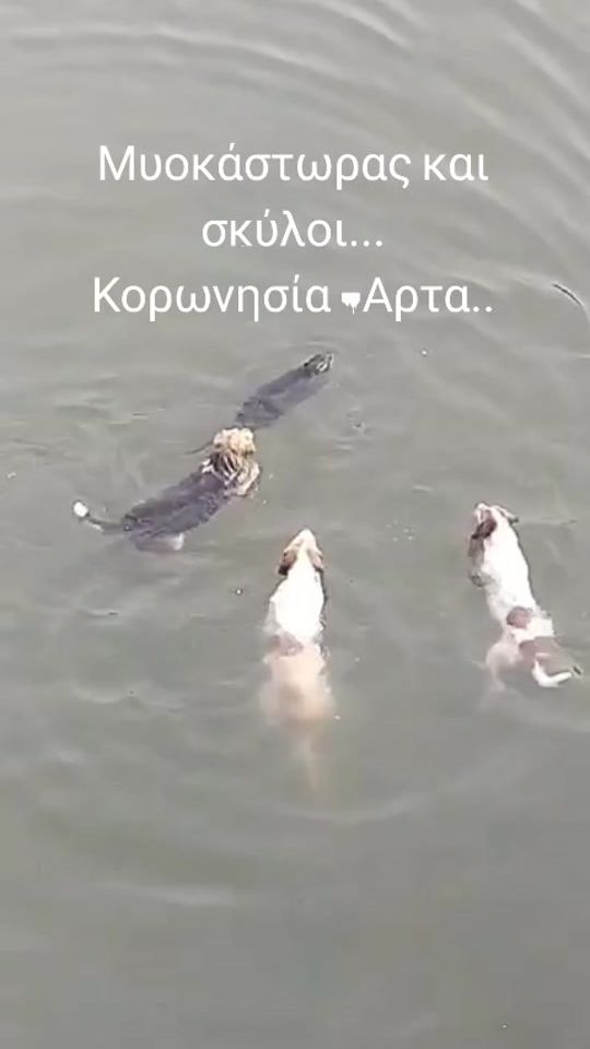TikTok video thumbnail by katerinavompou