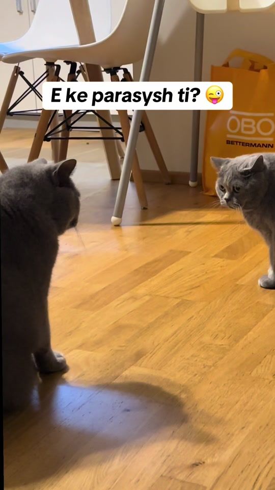 TikTok video thumbnail by max.coco.comedy