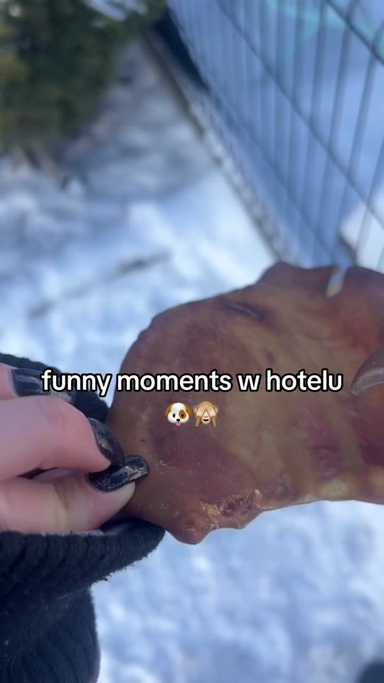 TikTok video thumbnail by hotel_dla_psow_hauaii