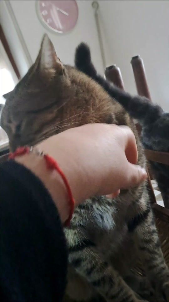 TikTok video thumbnail by antonietta.86