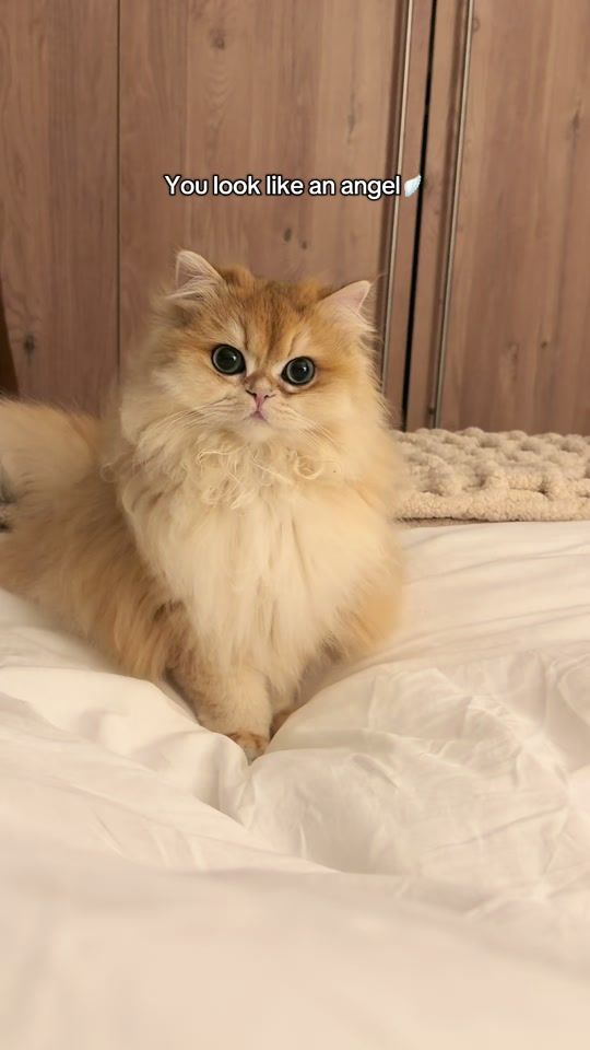 TikTok video thumbnail by ourcatbiscuit