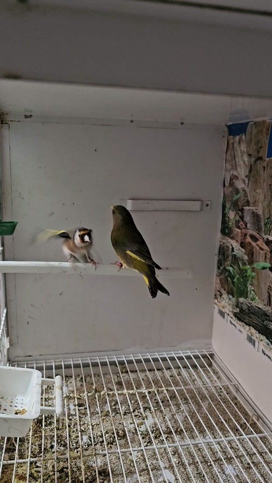 TikTok video thumbnail by aviario_cobertera