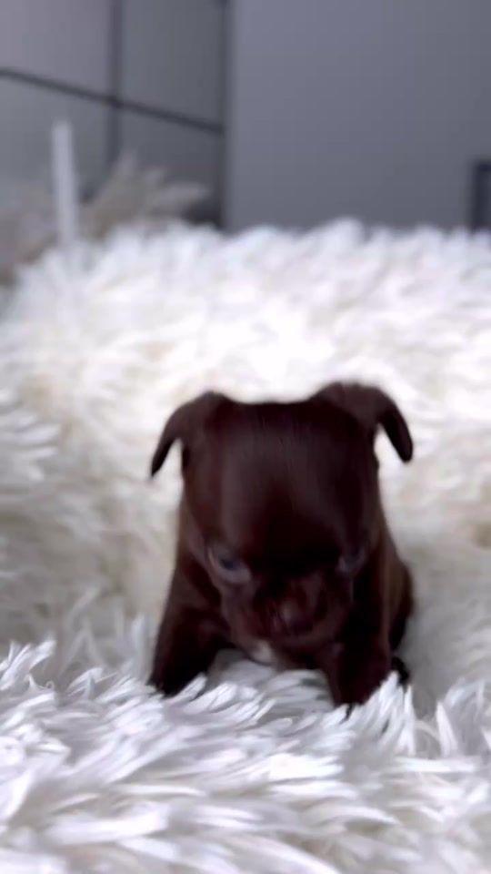 TikTok video thumbnail by adrianna.bp0