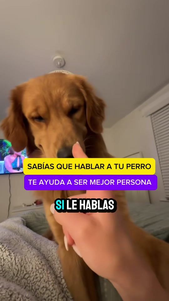 TikTok video thumbnail by amomiretriever
