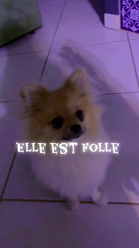 TikTok video thumbnail by spitzpop
