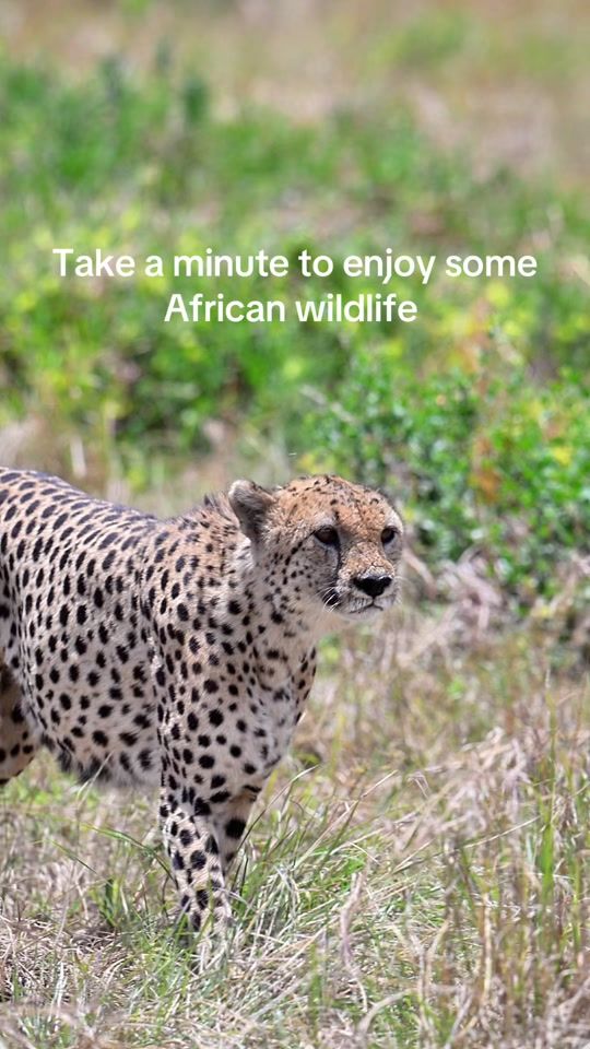 TikTok video thumbnail by cmackwildlife