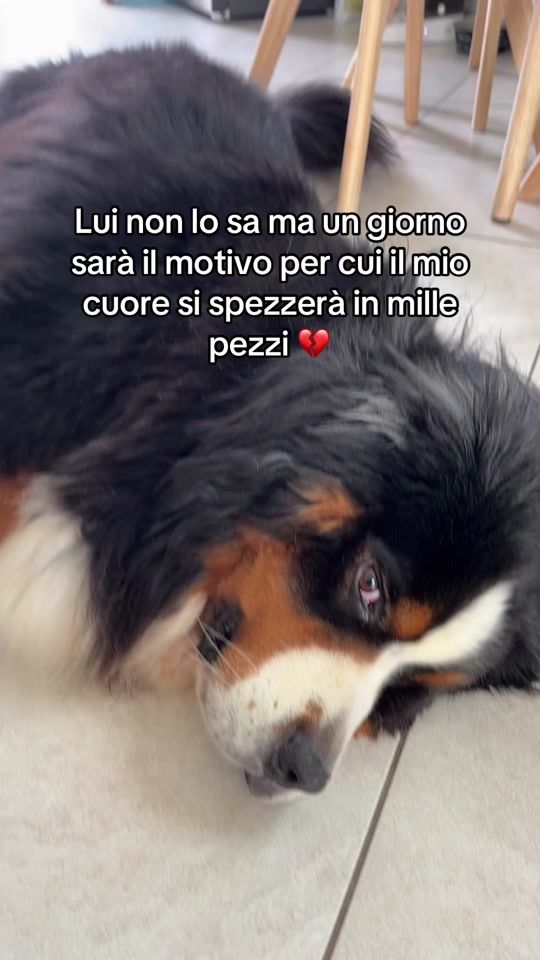 TikTok video thumbnail by thorlovelybernese