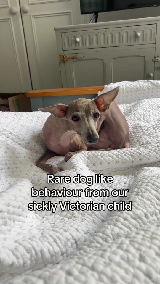 TikTok video thumbnail by iggy_n_chi
