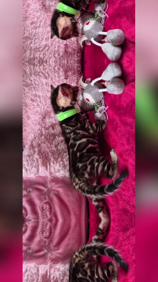 TikTok video thumbnail by haydubengals