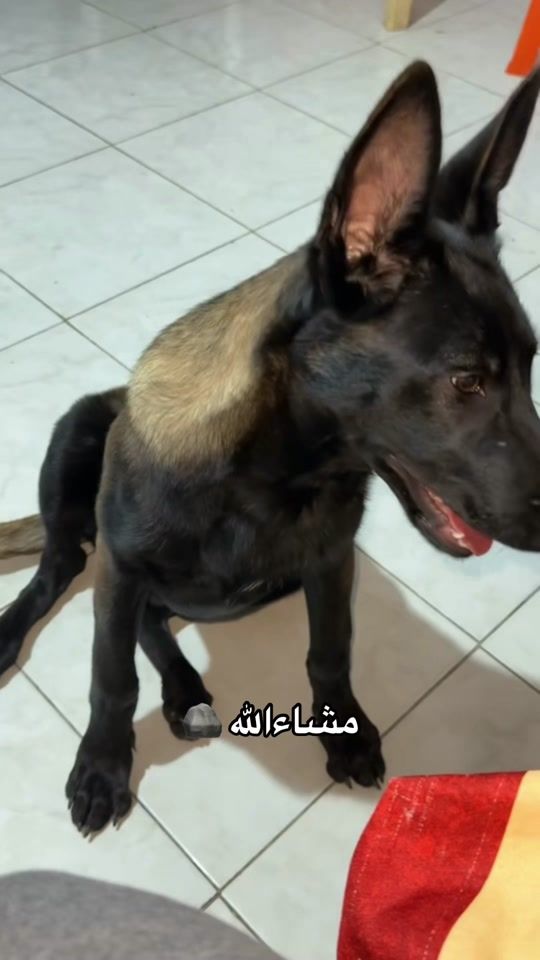 TikTok video thumbnail by pablo.kk9