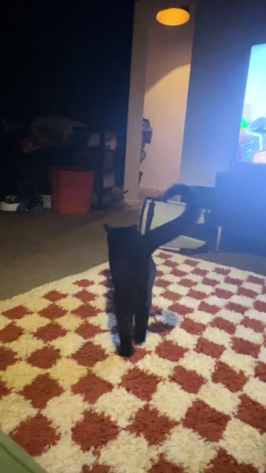 TikTok video thumbnail by omdkitties