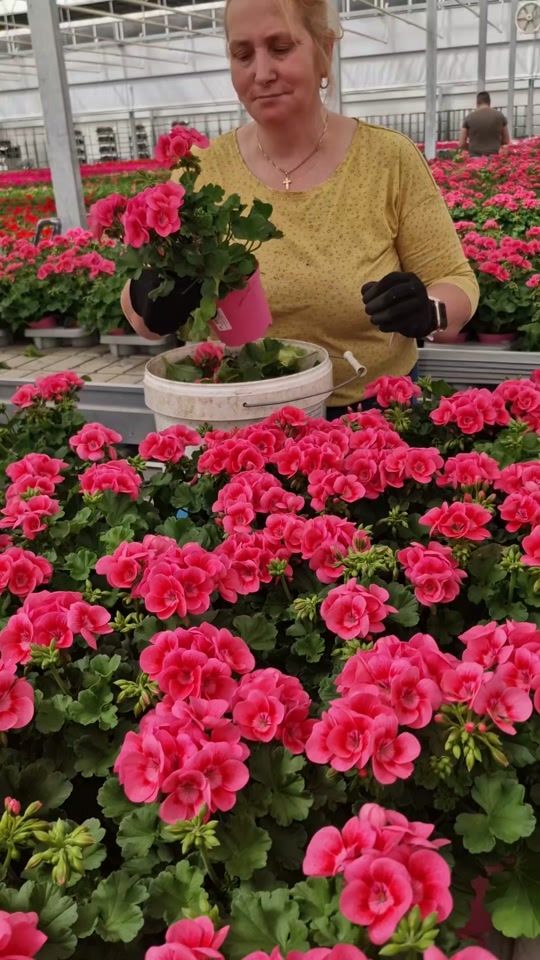 TikTok video thumbnail by emiliamera635