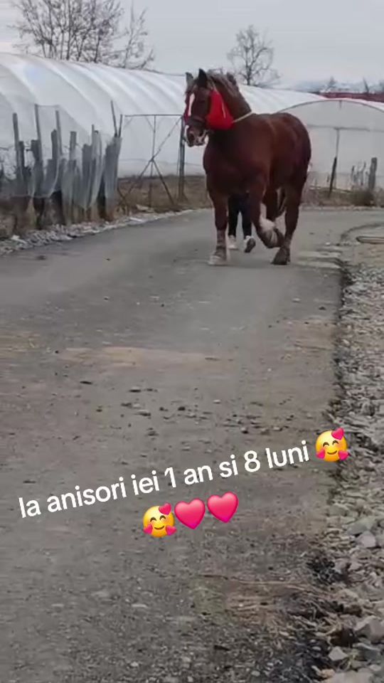 TikTok video thumbnail by lacatuslacatus96