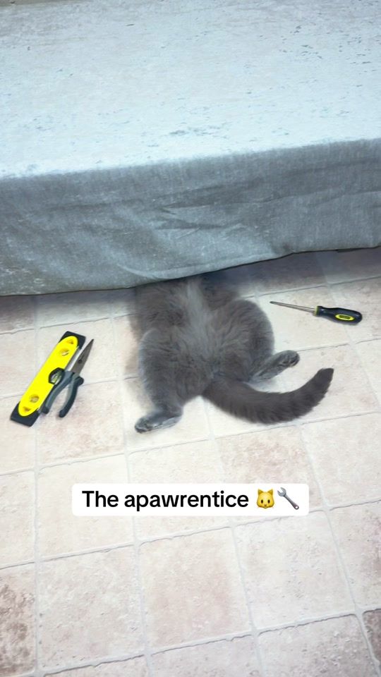TikTok video thumbnail by mittensthebluecat