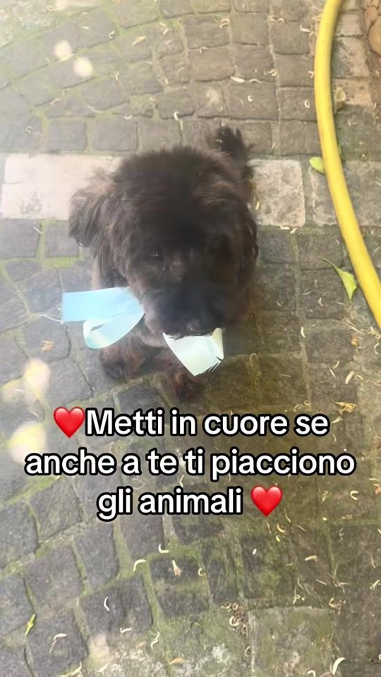 TikTok video thumbnail by maltesetoylilly