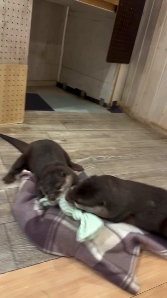 TikTok video thumbnail by otterparadise