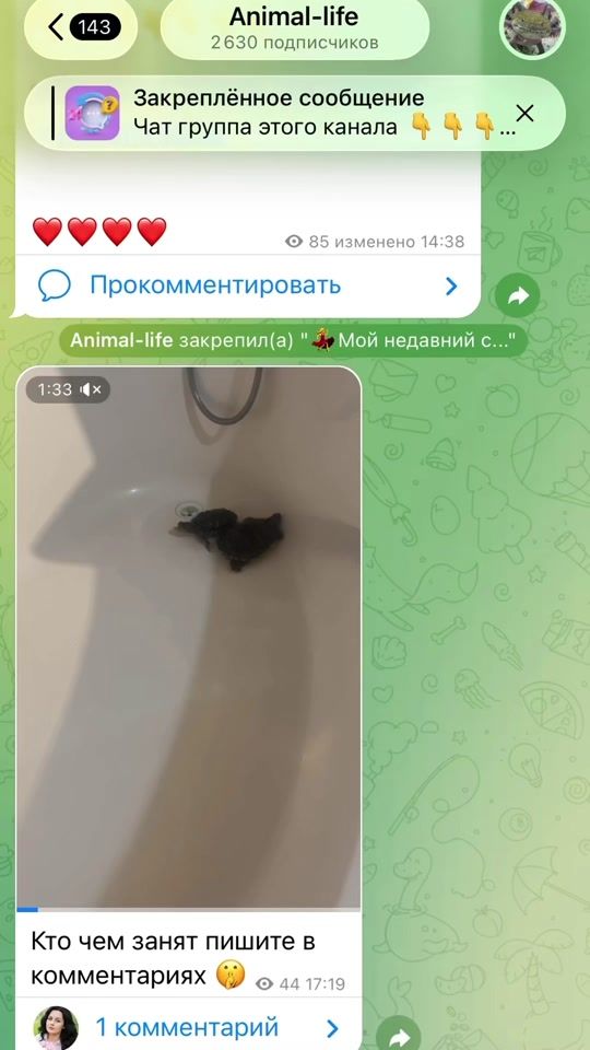 TikTok video thumbnail by animal__lifeee