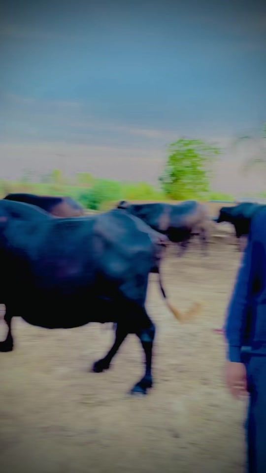 TikTok video thumbnail by chafaqchattha44