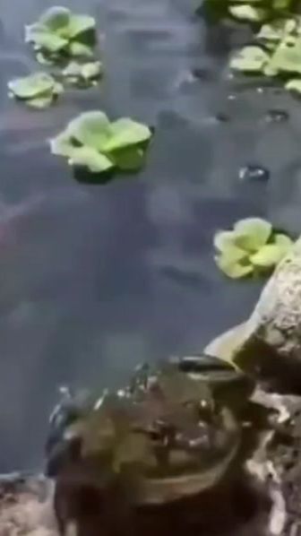 TikTok video thumbnail by clean_king_kong