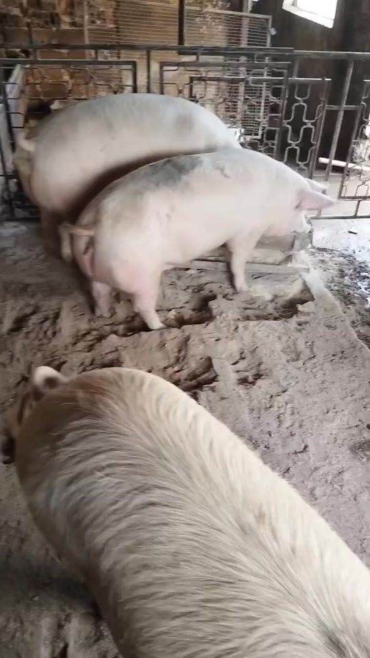 TikTok video thumbnail by georgiminchev84