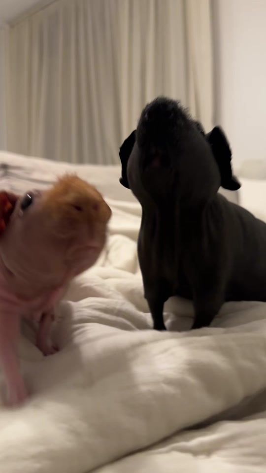 TikTok video thumbnail by xenaadora
