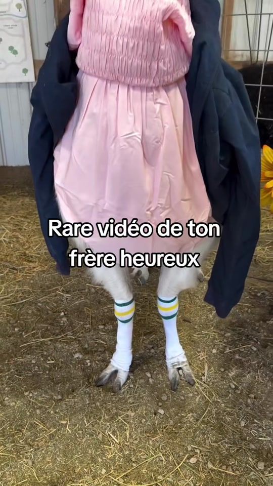 TikTok video thumbnail by funny.animals.france