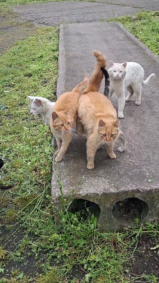 TikTok video thumbnail by krasi2400