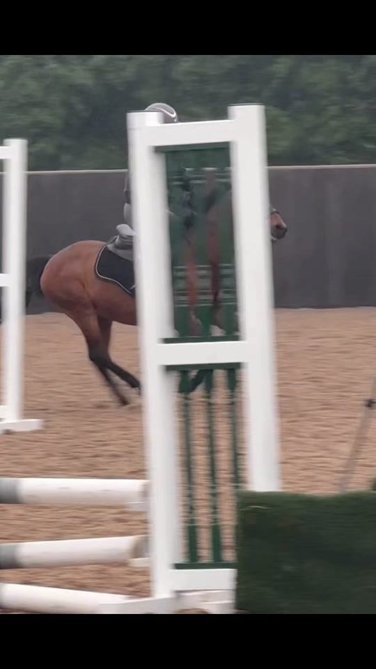 TikTok video thumbnail by hara_equine