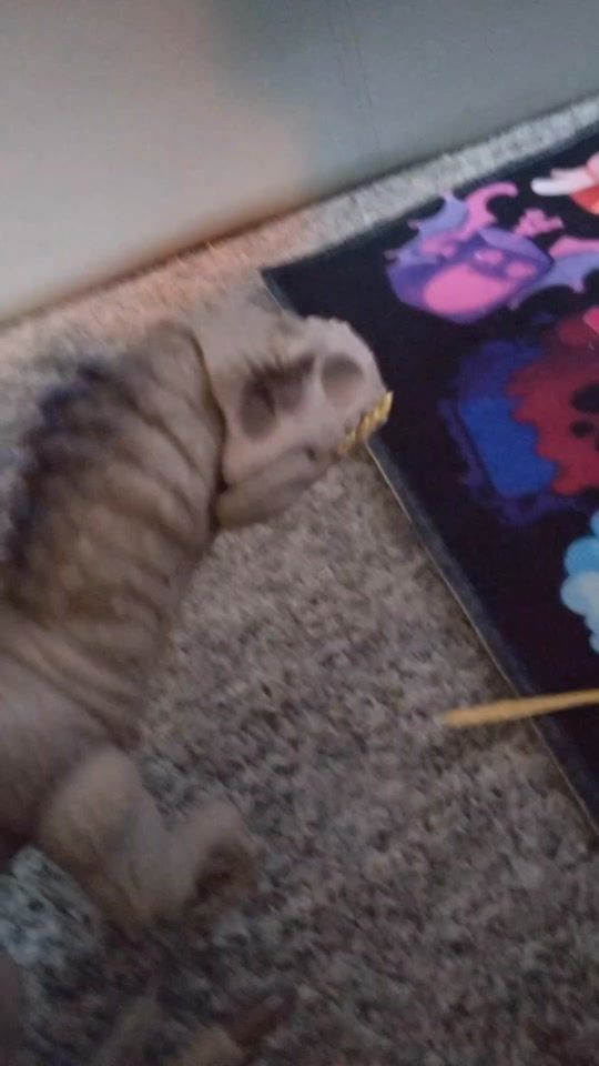TikTok video thumbnail by oliver23106