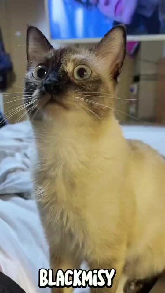 TikTok video thumbnail by blackmisy