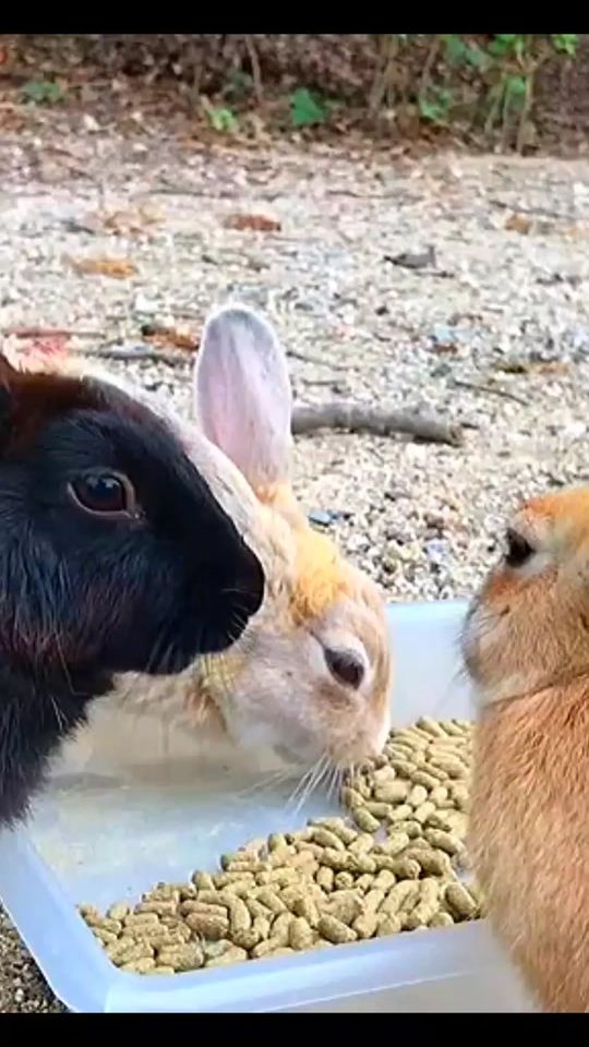 TikTok video thumbnail by wild_animals_2024