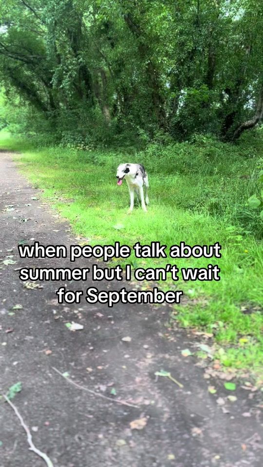 TikTok video thumbnail by dogsoveryou