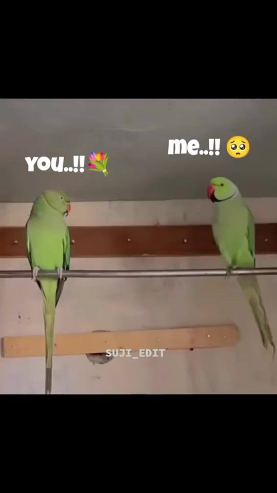 TikTok video thumbnail by akuttys